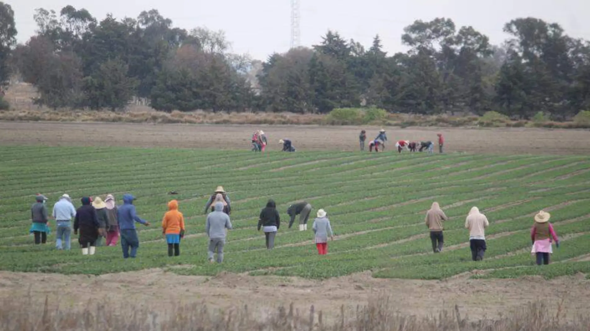 Campo, campesinos, siembra (3)